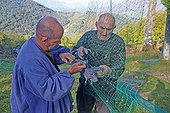 capture Wood Pigeons in cage nets - Basque Country France ; Pantiere Lanne,<br>
