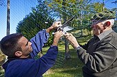 capture Wood Pigeons in cage nets - Basque Country France ; Pantiere Lanne,<br>
