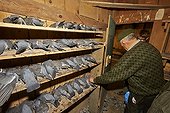 Wood Pigeons captured in palombière - Basque Country France ; Pantiere Lanne,<br>