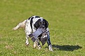 Spaniel reporting a pigeon killed by rifle - Basque Country  ; Napal Lanne,<br>
