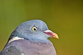 Portrait of wood pigeon - Basque Country France ; Pantiere of Napal and Bilbao