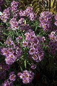 New England asters 'Barpink' in bloom in a garden