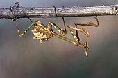 Empusa on a rod in the bush - France