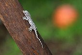 Young Crocodile Gecko on wood in a garden - France 