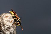 Paper wasp on her nest inside a flower pot - France