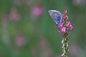 Chalkhill Blue on Sainfoin flower - Sainte-Baume France
