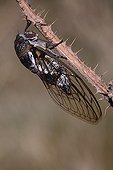 Common Cicada on Thistle stem - France 
