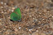 Green Hairstreak on ground - Maures France 