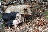 Corsican pigs loose in a chestnut grove - Corse France