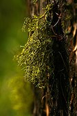 Larch lichen on the bark of a larch - Queyras Alps France