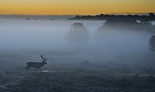 Stag Red Deer in the mist at sunrise in autumn - GB