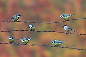 Marsh Tit Great Tit & Blue Tit perched on a barbed wire