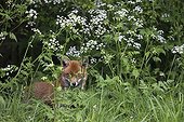 Red fox standing in a meadow in summer - GB