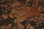 Rusty Tree Frog awake - French Guiana 