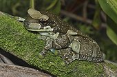 Mission Golden-eyed Treefrog on moss - French Guiana ; horizontal pupils iris gold with a black cross