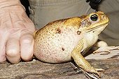 Cane Toad parasitized by ticks - French Guiana