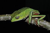 Spotted Monkey Frog on a branch - French Guiana