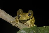 Veined tree Frog male singing on a branch - French Guiana