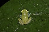 Glass frog on a leaf - French Guiana
