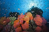 Orange Cup Coral in Coral Reef - Triton Bay West Papua