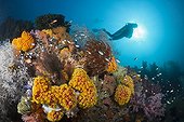 Orange Cup Coral and diver - Triton Bay West Papua