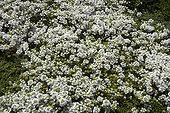 Thyme 'Snowdrift' in bloom in a garden