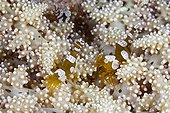 Squat Shrimps on Coral - Triton Bay West Papua