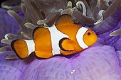 False Clown Anemonefish on Anemone - Triton Bay West Papua
