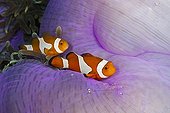 False Clown Anemonefish on Anemone - Triton Bay West Papua
