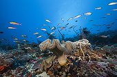 Fuiliers de Randall et corail cuir - Iles Tanimbar Molluques