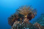 Featherstars in Current - Tanimbar Islands Moluccas