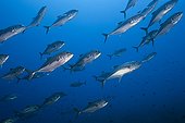 Shoal of BigeyeTrevally - Tanimbar Islands Moluccas