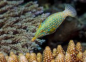 Harlequin filefish - Indian Ocean, Mayotte
