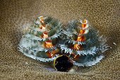 Blue Christmas Tree Worm - Kai Islands Moluccas