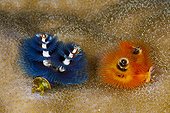 Blue and orange Christmas Tree Worm - Kai Islands Moluccas