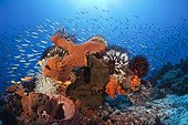 Colony of various Sponges - Kai Islands Moluccas