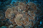Coral Reef with Lettuce Coral - Kai Islands Moluccas