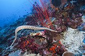 Chinese Sea Snake on reef - Kai Islands Moluccas