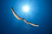Serpent marin nageant en pleine eau - Iles Kai Molluques