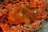 Orange Spotted Frogfish - Ambon Island Moluccas