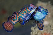 Mandarinfish mating - Ambon Island Moluccas