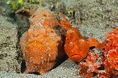 Pair of orange Spotted Frogfish - Ambon Island Moluccas