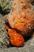 Pair of orange Spotted Frogfish - Ambon Island Moluccas