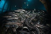 Striped Eel Catfish under a Jetty - Ambon Moluccas