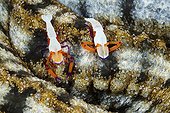 Pair of Emperor Shrimp on Sea Cucumber - Ambon Moluccas