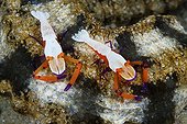 Pair of Emperor Shrimp on Sea Cucumber - Ambon Moluccas