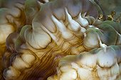 Detail of Bubble Coral - Ambon Island Moluccas
