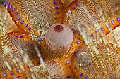 Detail of Fire Urchin - Ambon Island Moluccas