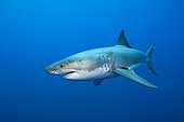 Great White Shark in deep blue - Neptune Islands Australia
