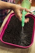 Sowing of dahlias in a seed tray
